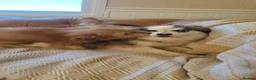 Mixed Breed dogs for sale: Pomskpoos - Advert 3