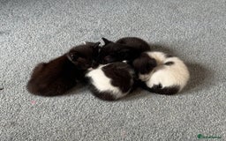 British Shorthair cats for sale: 4 British Shorthair kittens, 3 Tuxedo and 1 black - Image 6