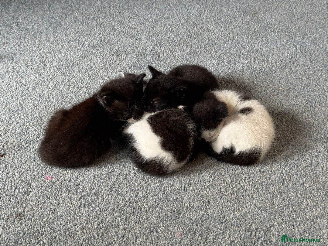 British Shorthair cats for sale: 4 British Shorthair kittens, 3 Tuxedo and 1 black - Image 6