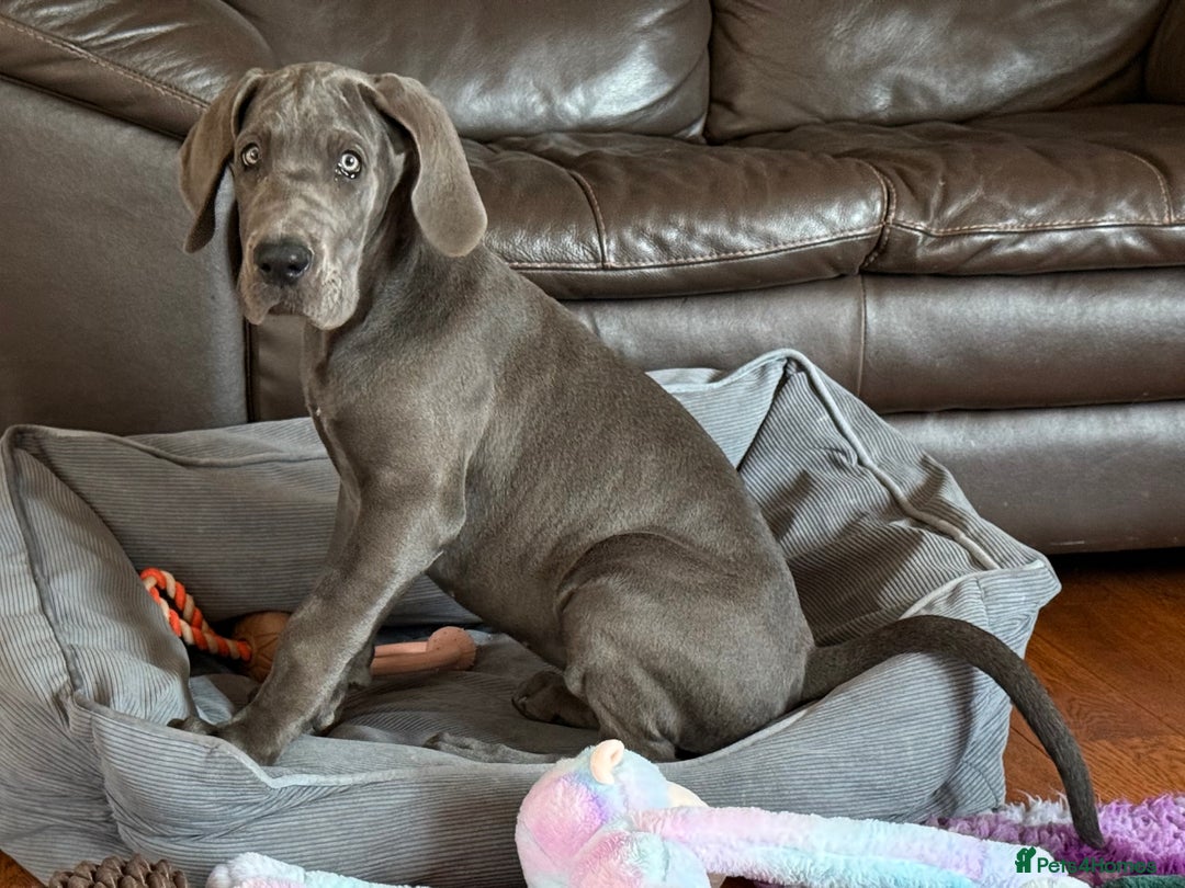 Great Dane dogs for sale: Beautiful Blue bred for Health and Temperament  in Worksop - Image 8