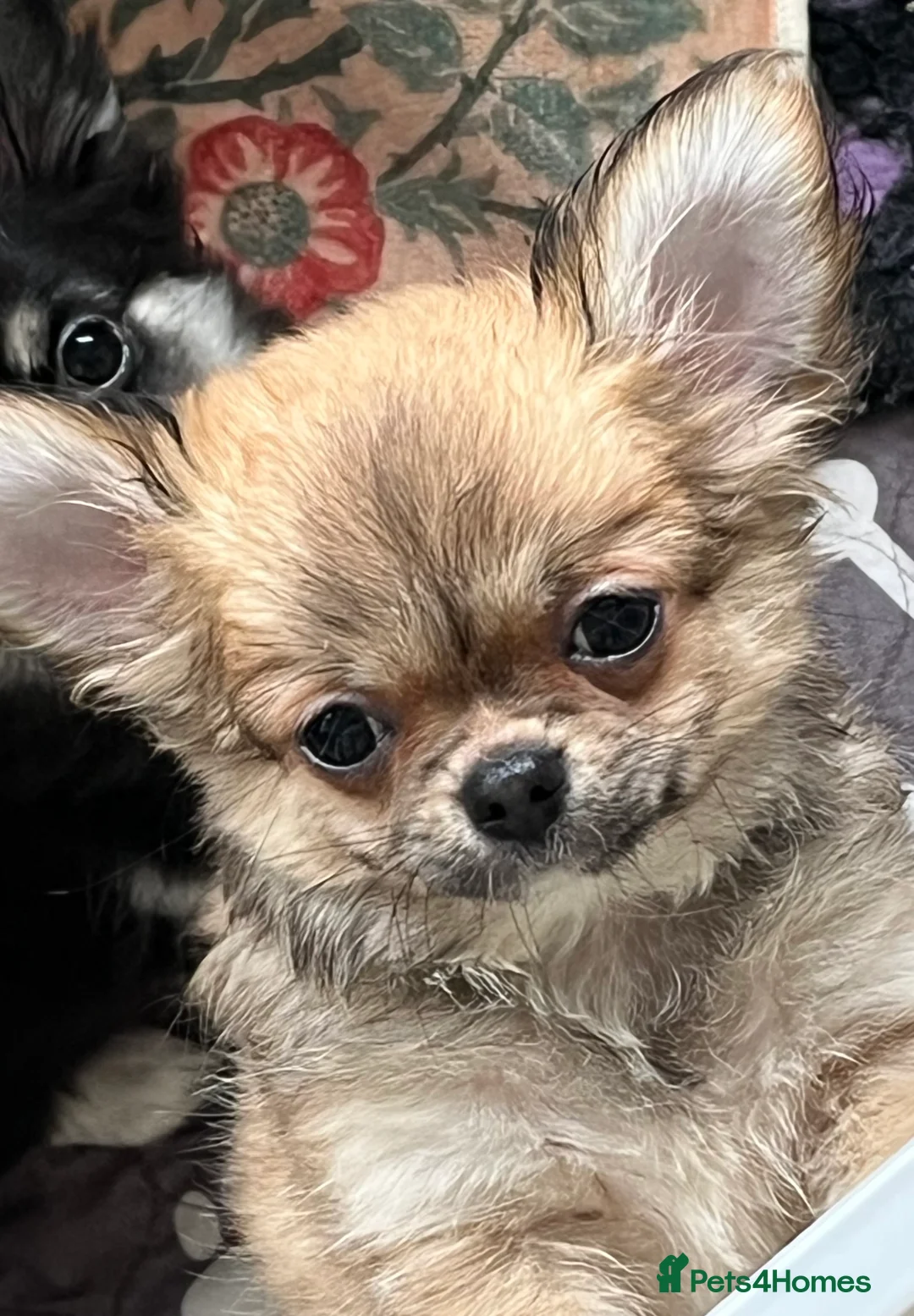 Chihuahua dogs for sale: Longcoat Chihuahua  - Advert 2