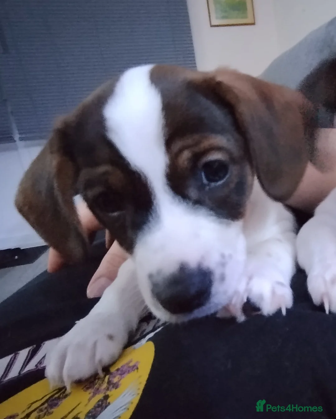 Mixed Breed dogs for sale: 1 female cavajack - Advert 4