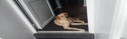 Labrador Retriever dogs for sale: Loving Labrador Daisy Seeking Forever Home - Advert 6