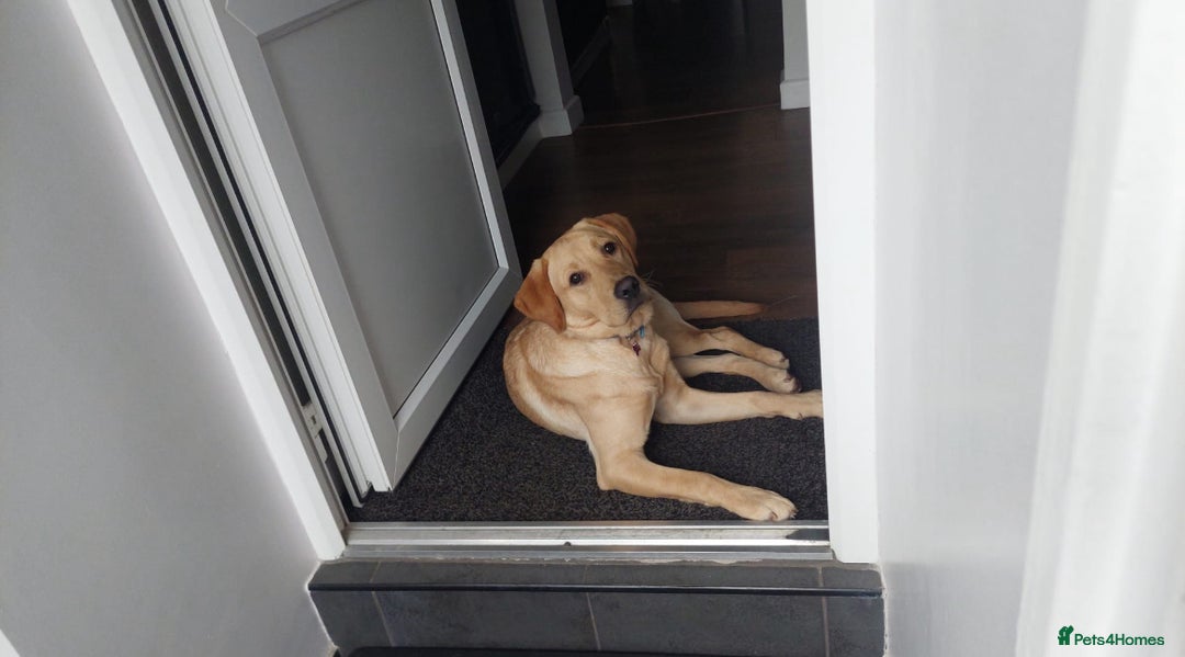 Labrador Retriever dogs for sale: Loving Labrador Daisy Seeking Forever Home - Advert 6