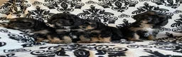 Cavapoo dogs for sale: F1 Cavapoos  - Advert 3