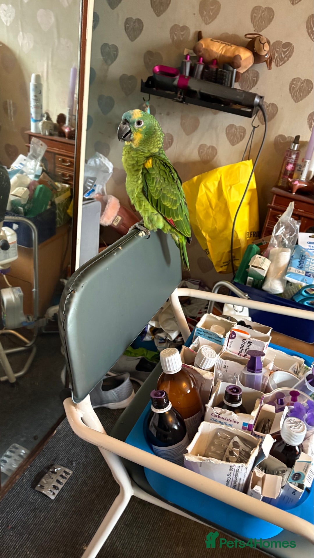 Parrots birds for sale: Beautiful blue front Amazon  - Advert 25