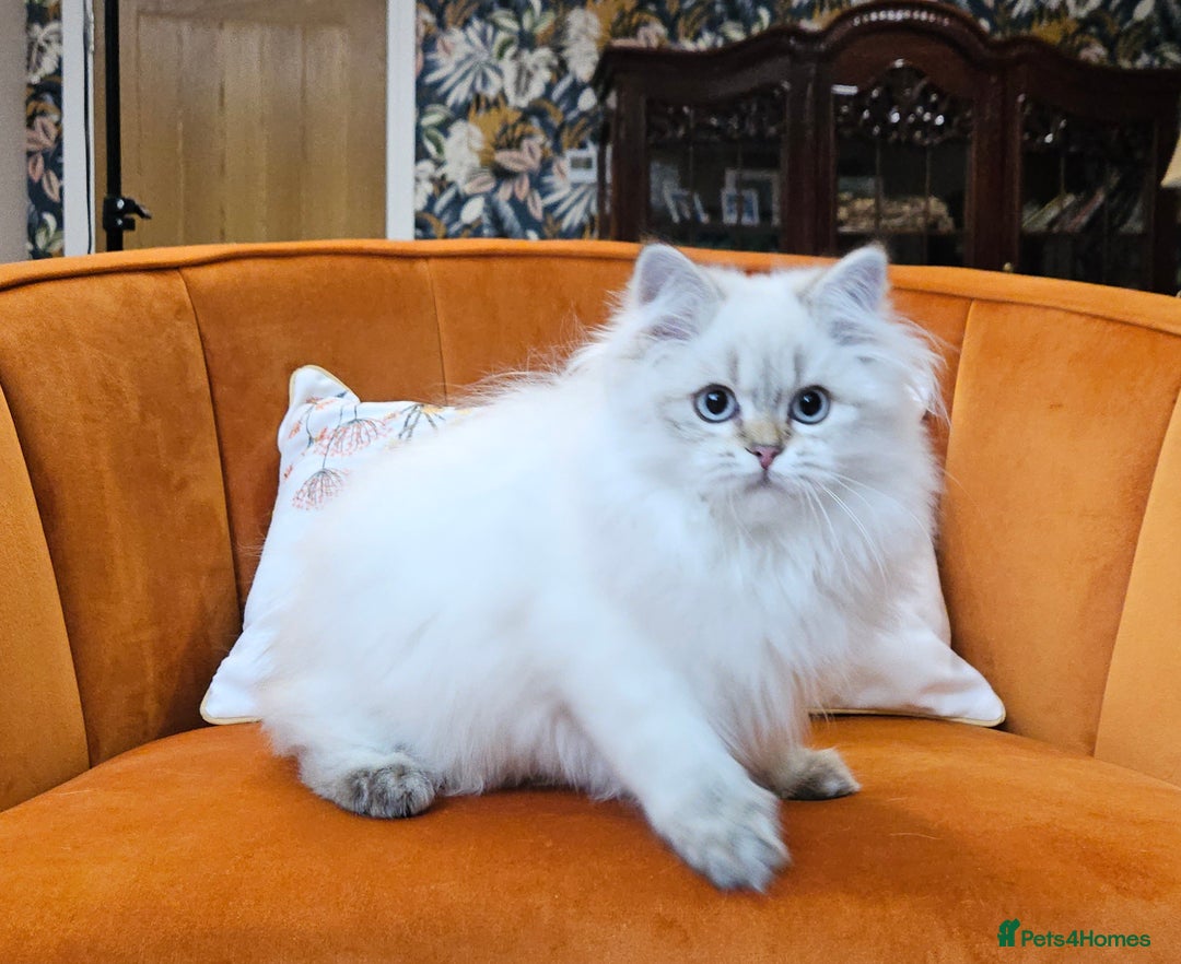 British Longhair cats for sale: Excellent Scottish straight Highland Kittens - Image 23