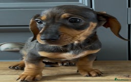 Dachshund dogs for sale: Ready Now, Male Black and Tan Dachshund  - Image 30