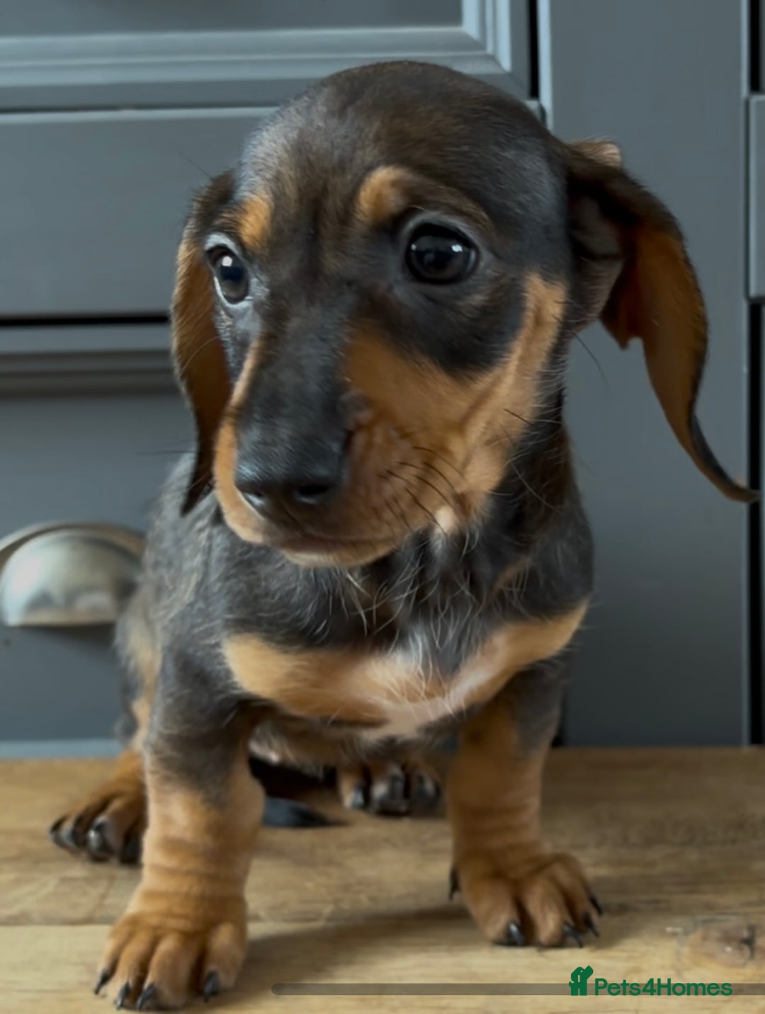 Dachshund dogs for sale: Ready Now, Male Black and Tan Dachshund  - Image 30