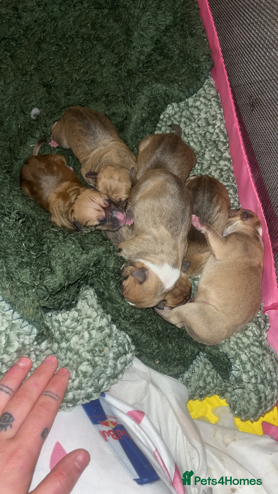 Mixed Breed dogs for sale: Bully staffy pups  - Advert 9