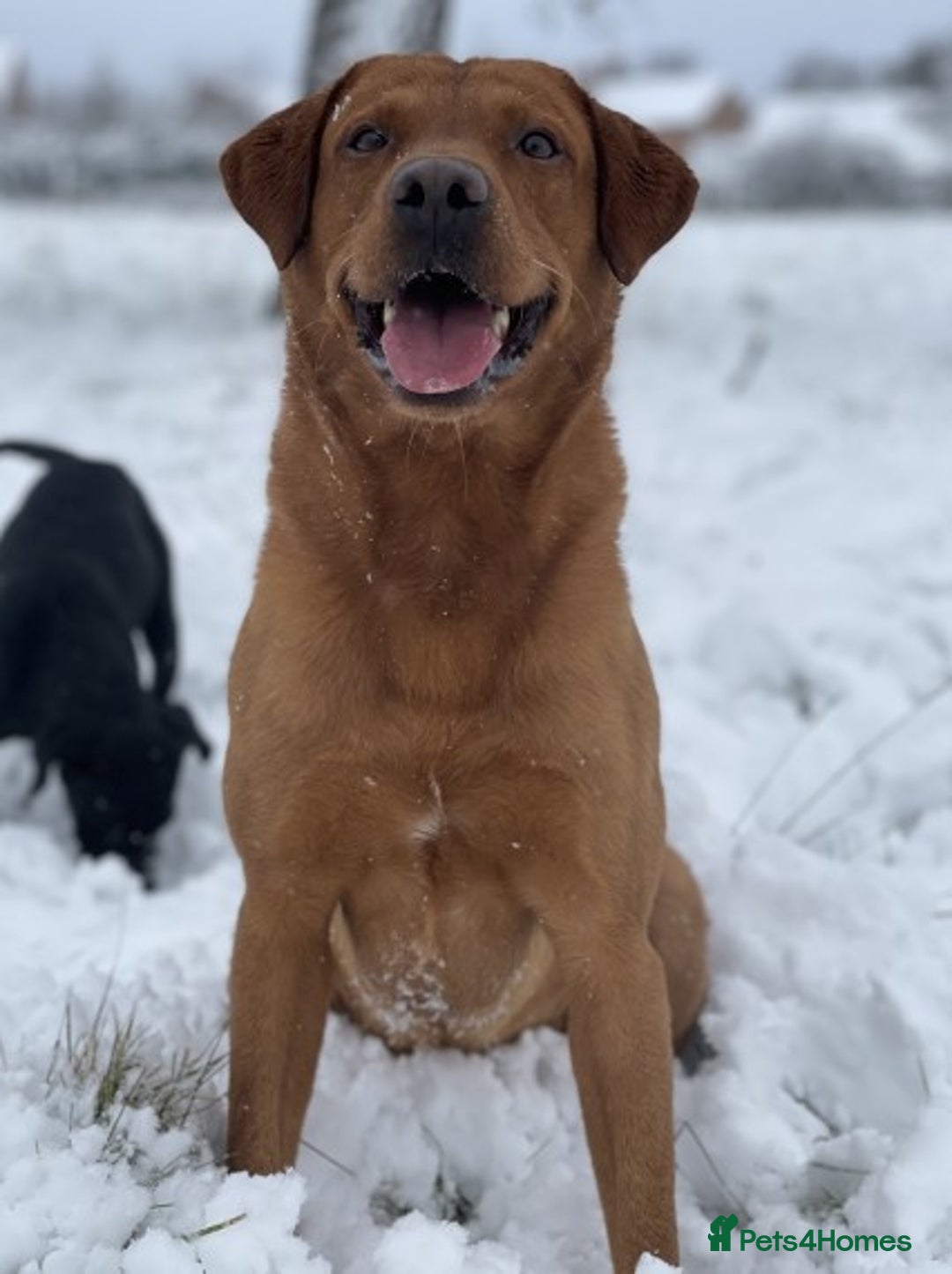 Labrador Retriever dogs for stud: Proven, Dark Fox Red, DNA Clear Labrador Stud in Evesham - Advert 7