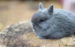 Netherland Dwarf rabbits for sale: Rare Colours Netherland Dwarfs - Image 1