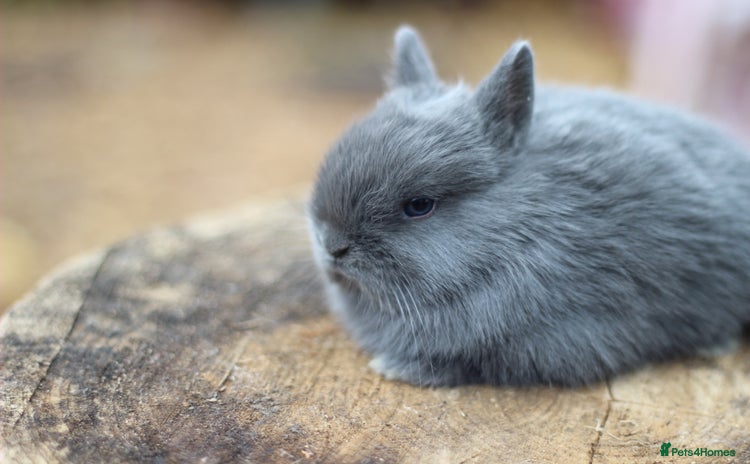 Netherland Dwarf rabbits - Advert 15