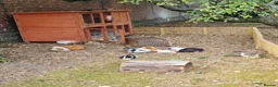 Guinea Pig rodents for sale: Herd of guinea pigs for sale in Chippenham - Advert 16