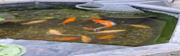 Goldfish fish for sale: Pond Goldfish (Comets and Fantails) in Basildon - Advert 3