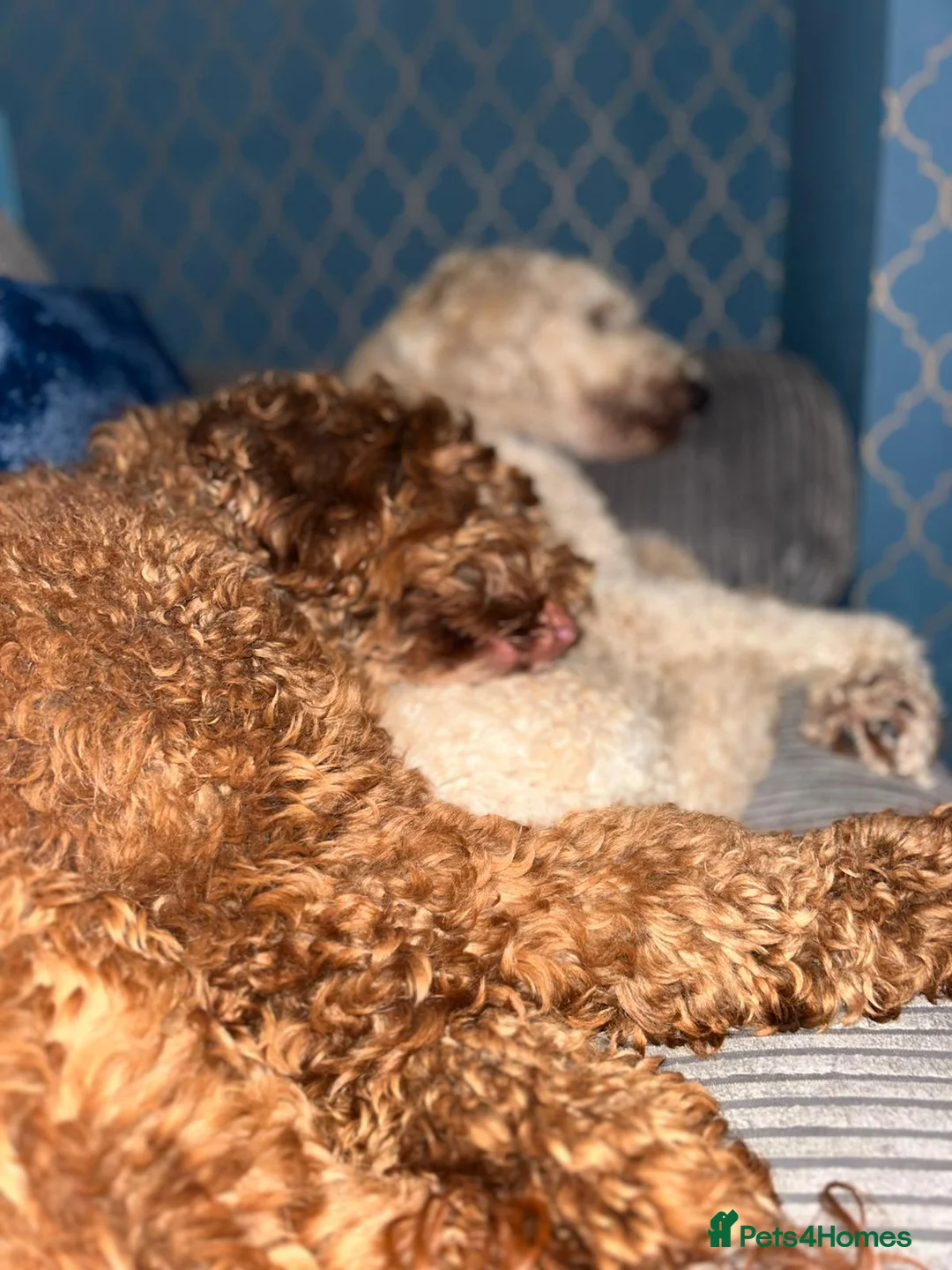 Mixed Breed dogs for sale: Exceptional Australian labradoodle /Double Doodles - Advert 13