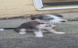 Lurcher dogs for sale: Little boy for sale - Image 4