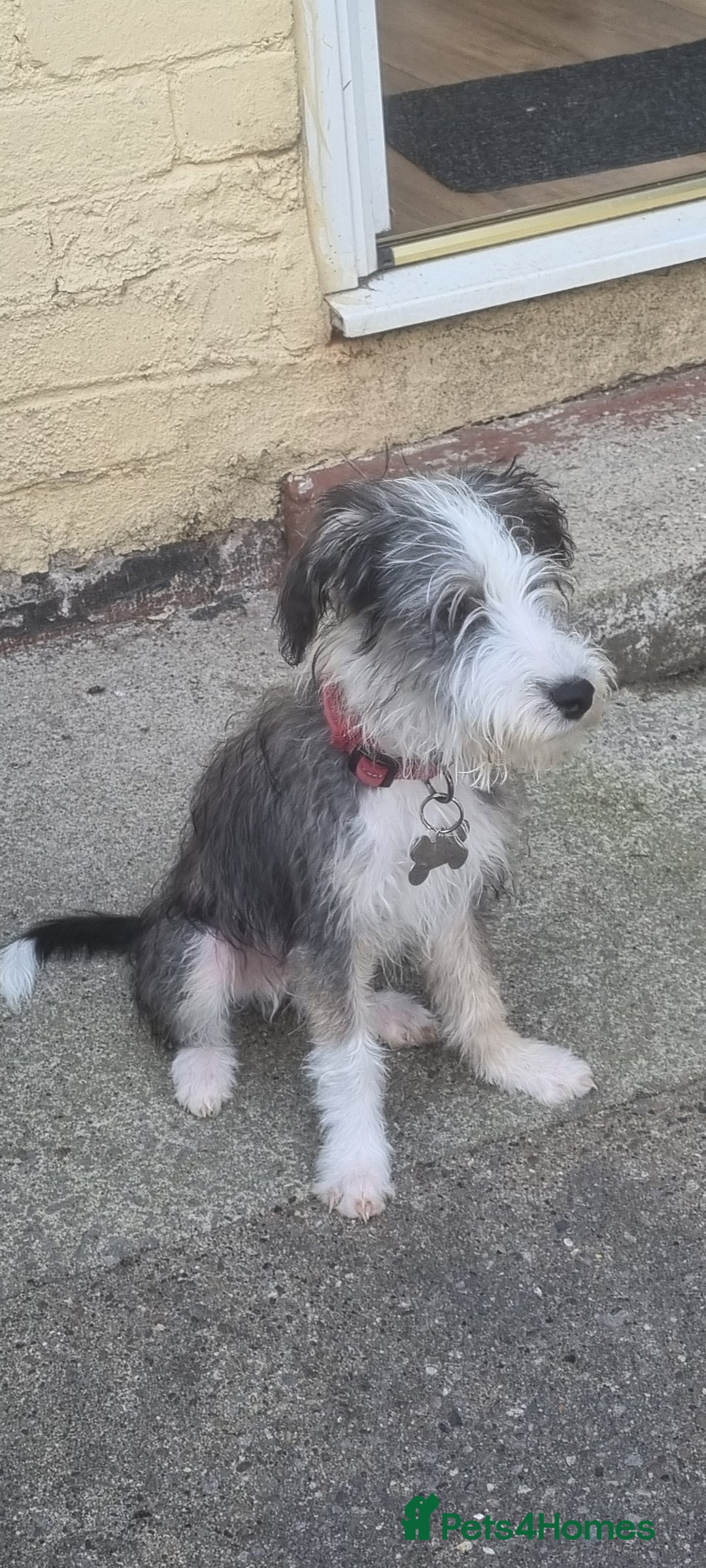 Lurcher dogs for sale: Little boy for sale - Image 4