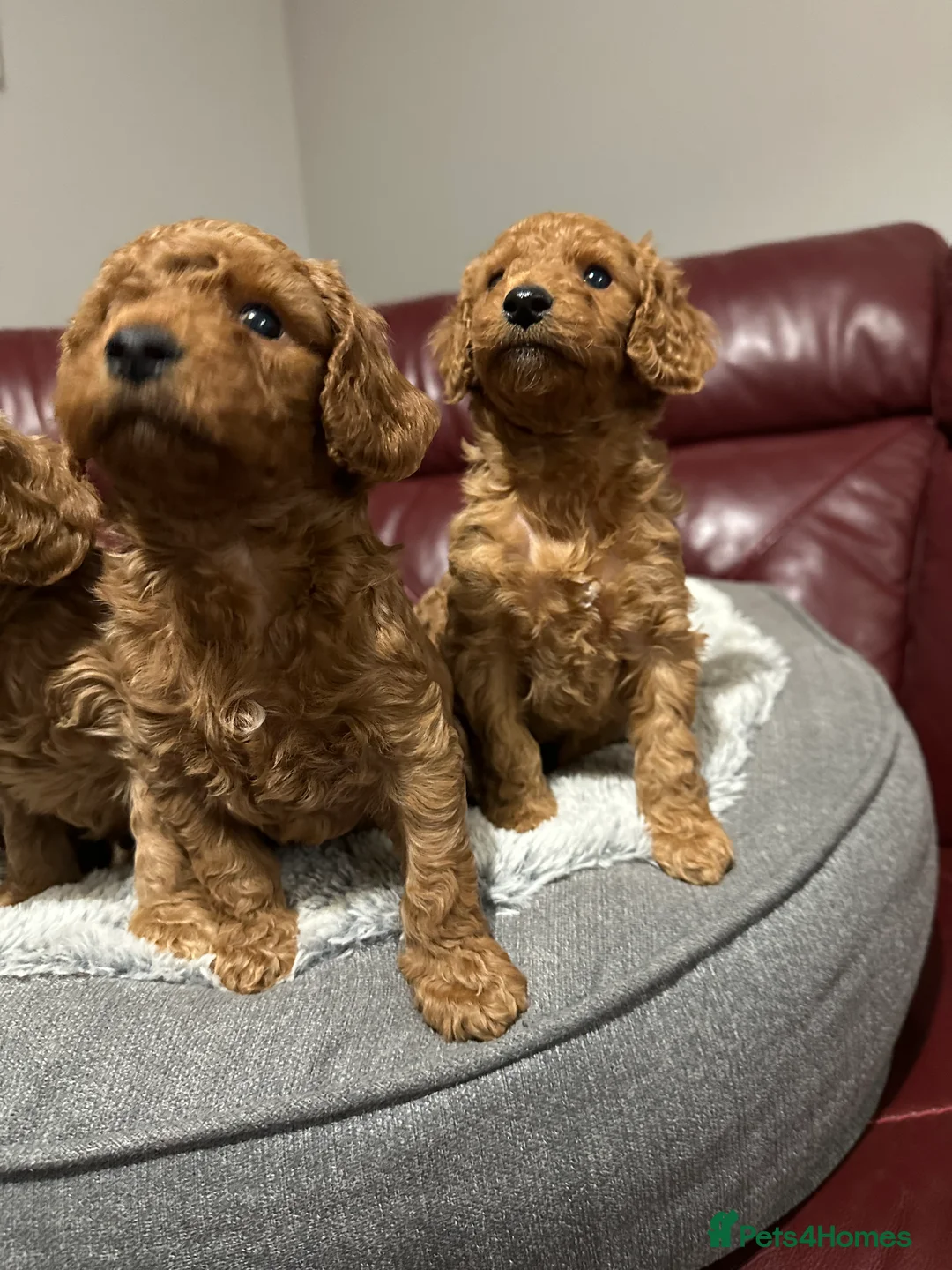 Cockapoo dogs for sale: 4left ready to leave 13th Feb - Advert 6