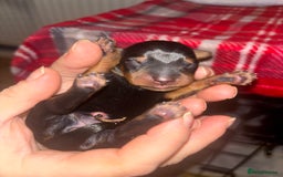 Mixed Breed dogs for sale: 5 beautiful dorkie puppies for sale  - Image 3