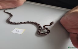 Corn Snake reptiles for sale: 6 week old baby corn snakes - Image 10