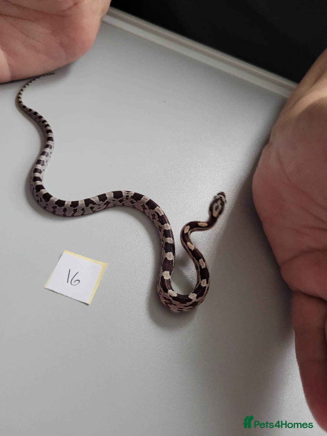 Corn Snake reptiles for sale: 6 week old baby corn snakes - Image 10