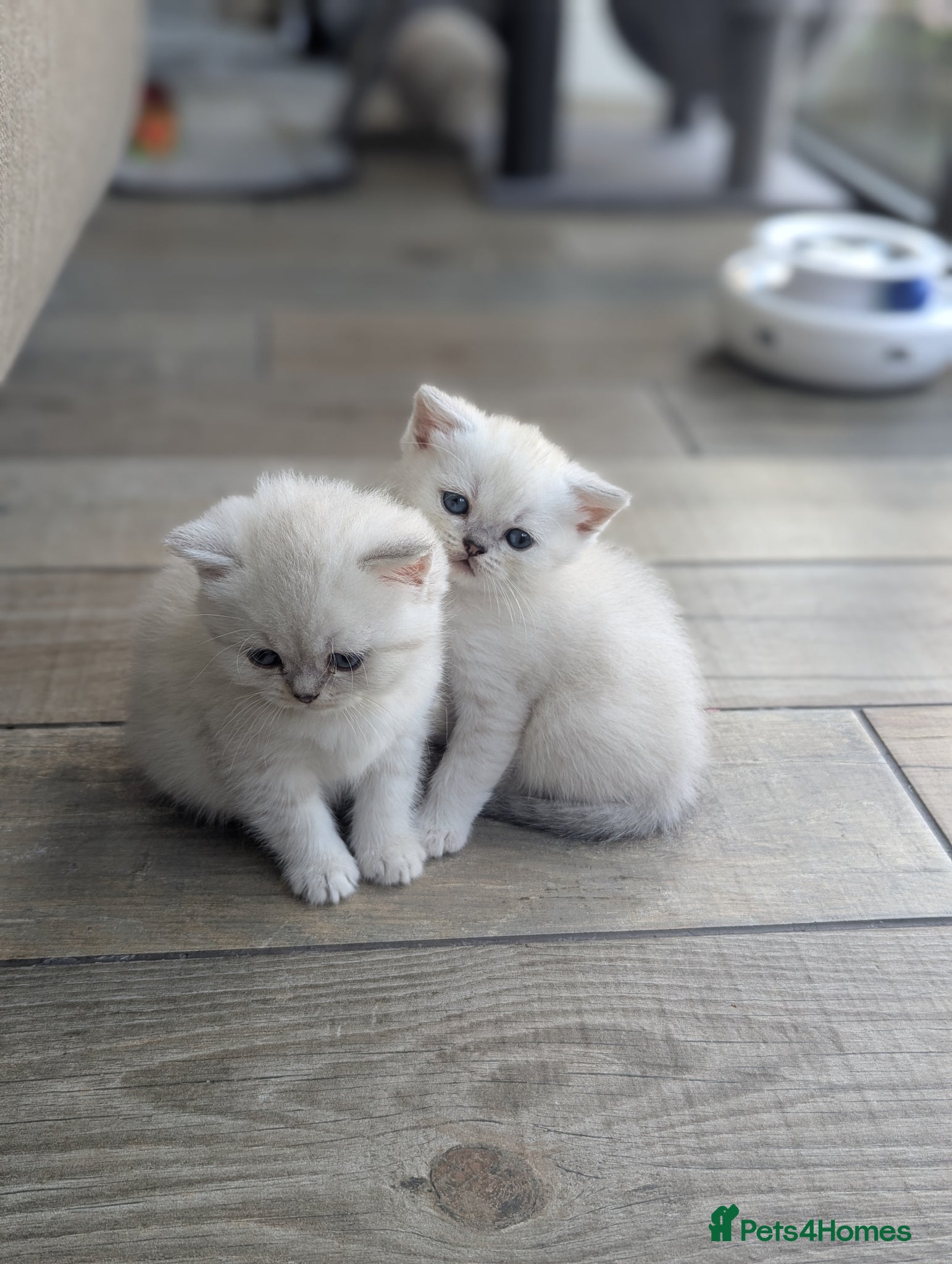 British Shorthair cats Beautiful British shorthair kittens - Advert 1