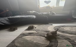 Norwegian Forest Cat cats for sale: Fluffy bundles of joy ready now  - Image 15