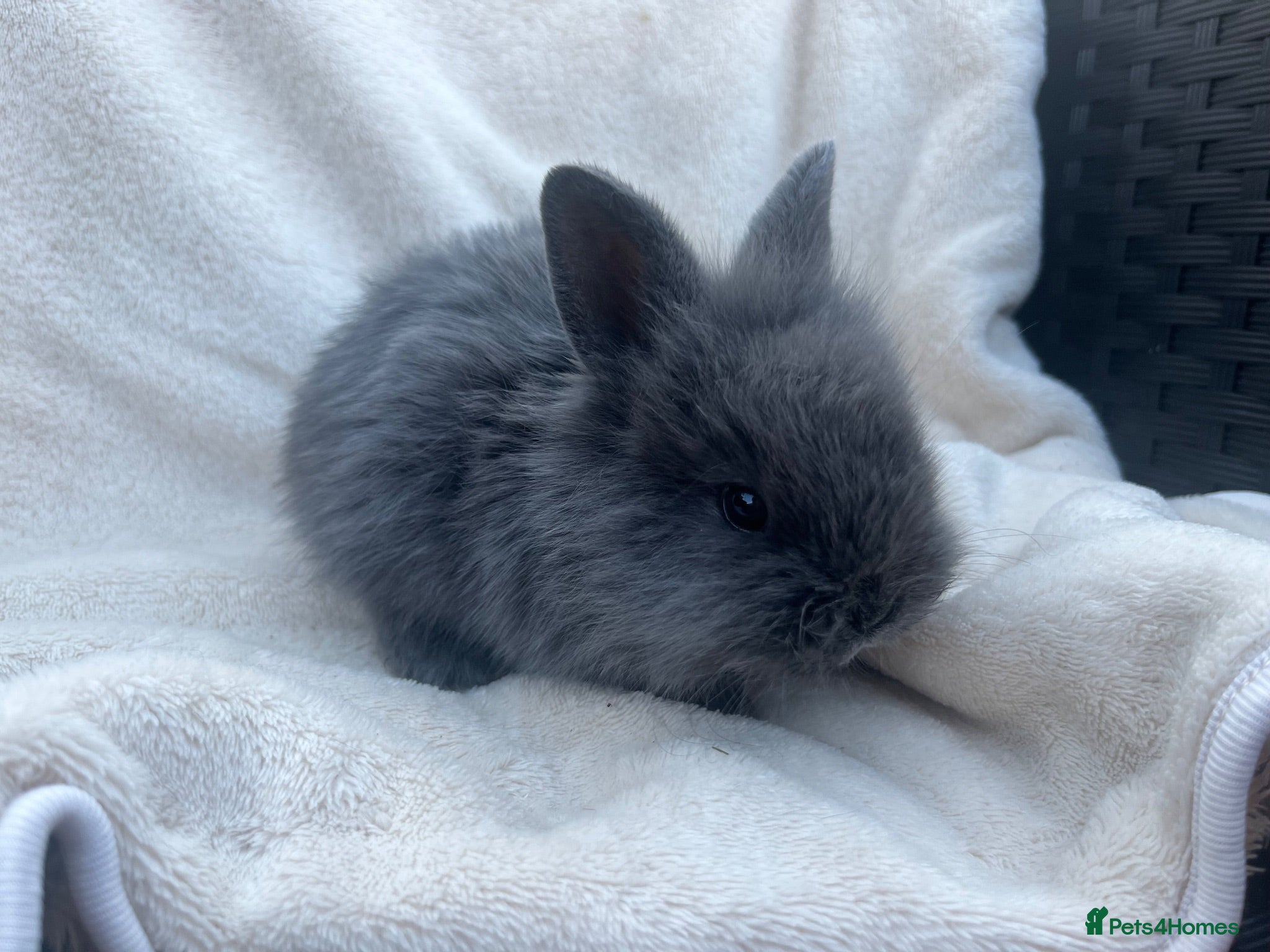 Mini Lion Lop rabbits Lion lops bunnies ready to leave 11th September - Advert 16
