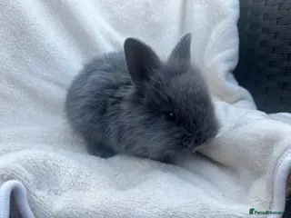 Mini Lion Lop rabbits Lion lops bunnies ready to leave 11th September - Advert 16