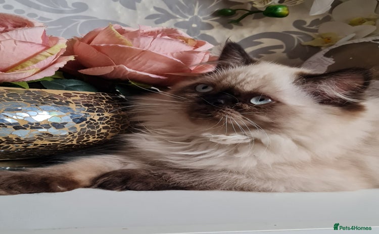Persian cats - Advert 1