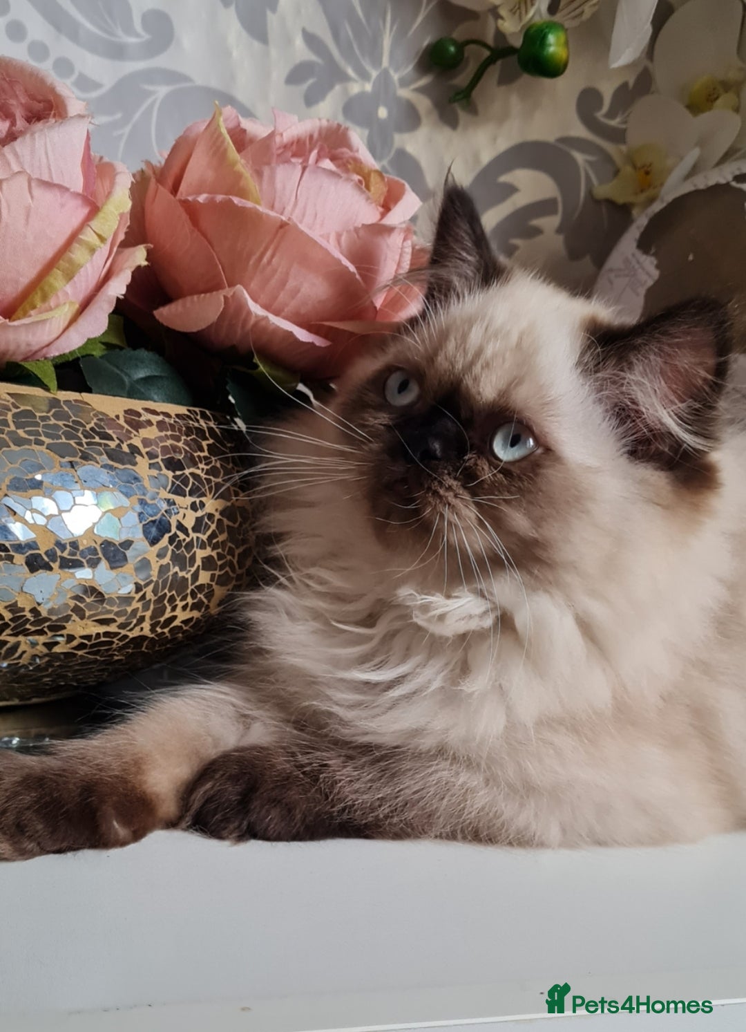 Persian cats for sale: Himalayen persian kittens last boy ready now - Image 1