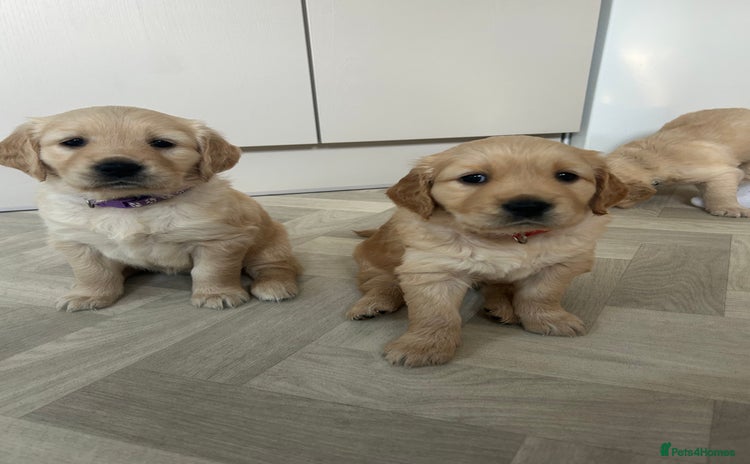 Golden Retriever dogs - Advert 7
