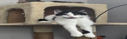 Turkish Angora cats for sale: Friendly kittens-male and female - Advert 4