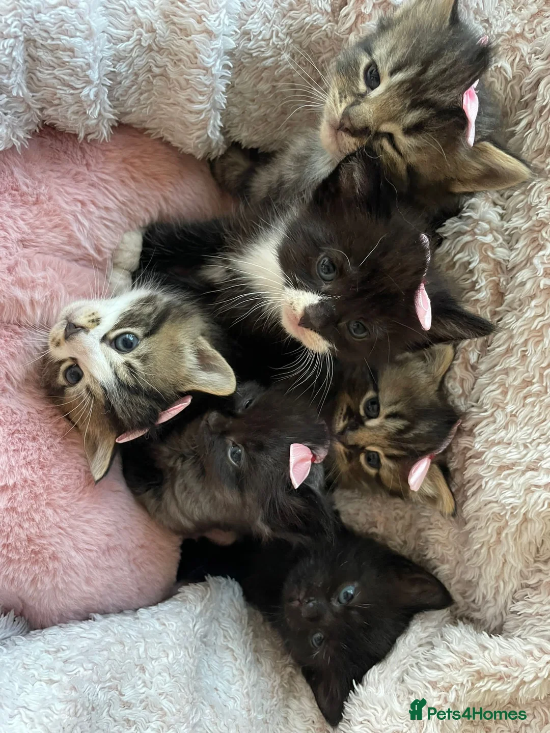 Mixed Breed cats for sale: Lovely kittens for sale - Advert 1