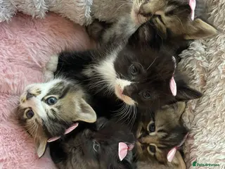 Mixed Breed cats Lovely kittens for sale - Advert 7
