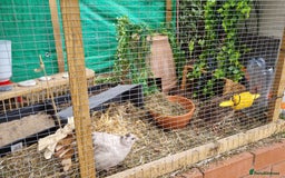 Quail poultry for sale: Cortinoux quial hatching eggs - Image 7