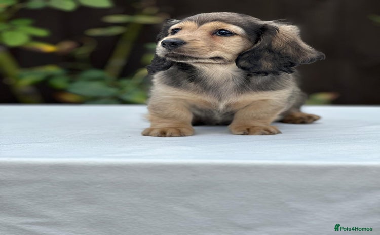 Miniature Dachshund dogs - Advert 3
