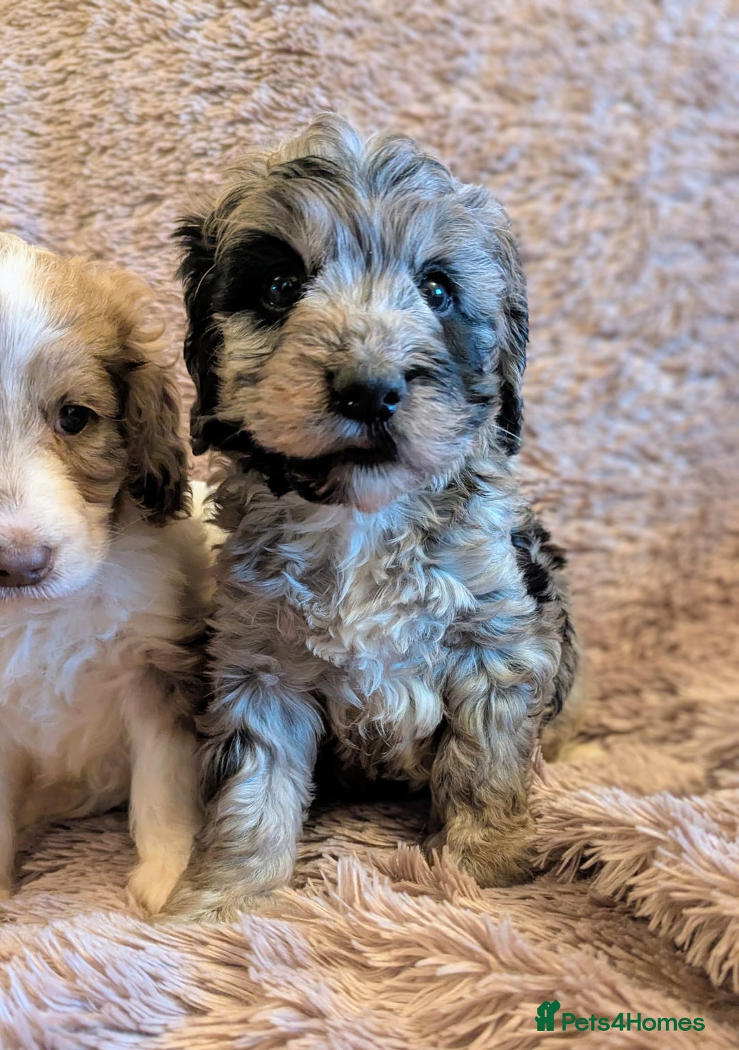 Cockapoo dogs for sale: Beautiful F1b cockapoo puppies - Advert 8