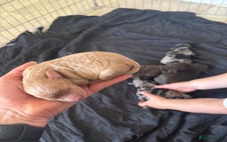 Cockapoo dogs for sale: 5 gorgeous cockapoos - Image 16