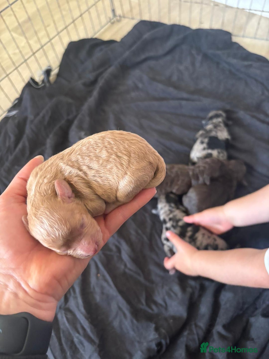 Cockapoo dogs for sale: 5 gorgeous cockapoos - Image 16
