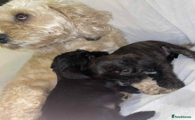 Cockapoo dogs Here I Have Too Beautiful cockerpoo Girls  - Advert 1