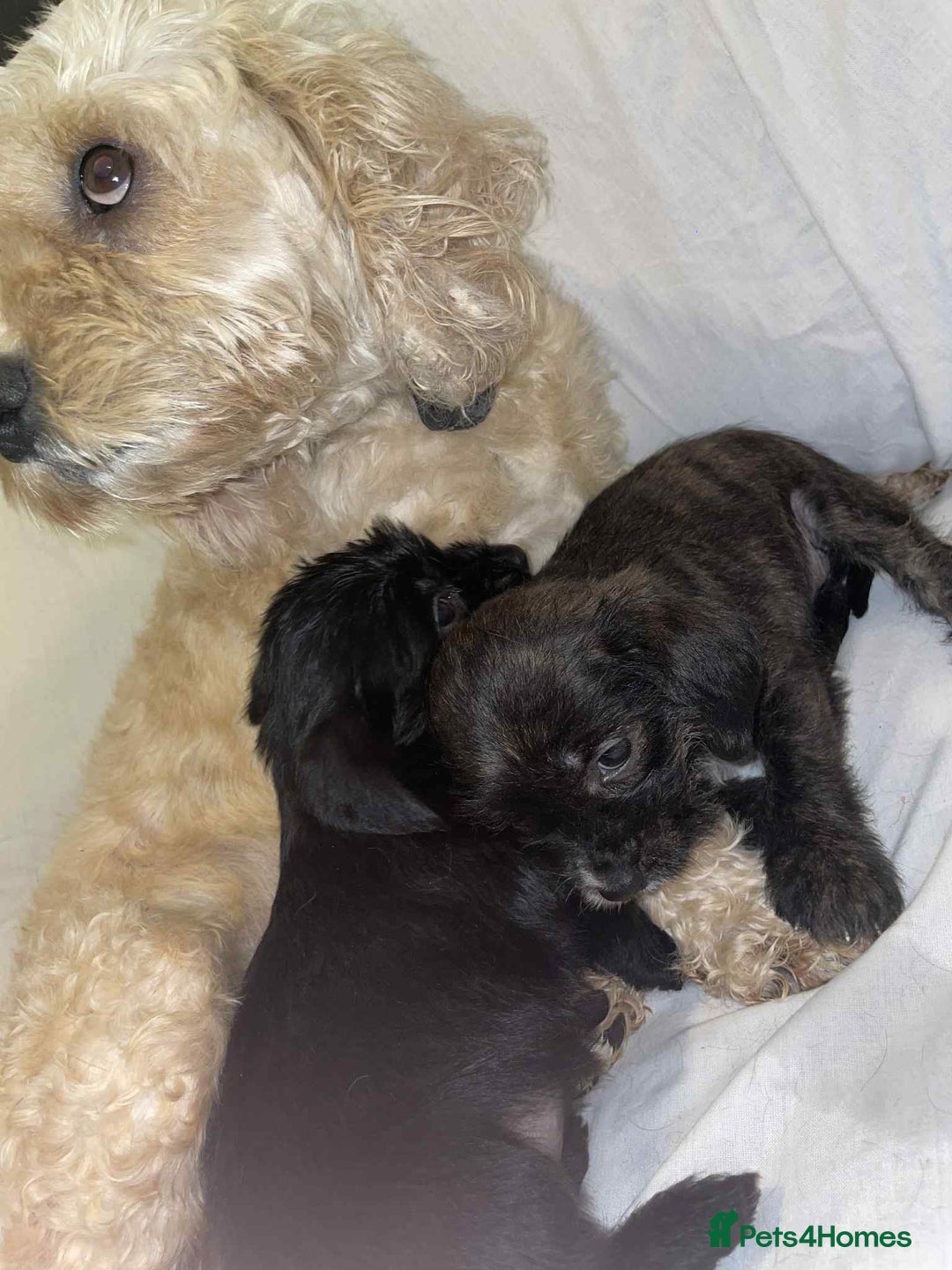 Cockapoo dogs for sale: Here I Have Too Beautiful cockerpoo Girls  - Advert 1