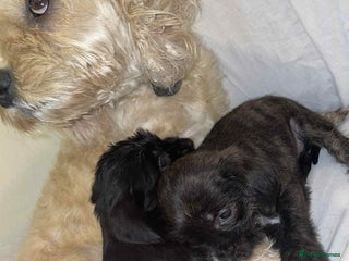 Cockapoo dogs for sale: Here I Have Too Beautiful cockerpoo Girls - Advert 1