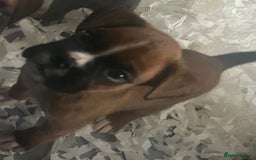 Boxer dogs for sale: Boxer puppy’s  - Image 3