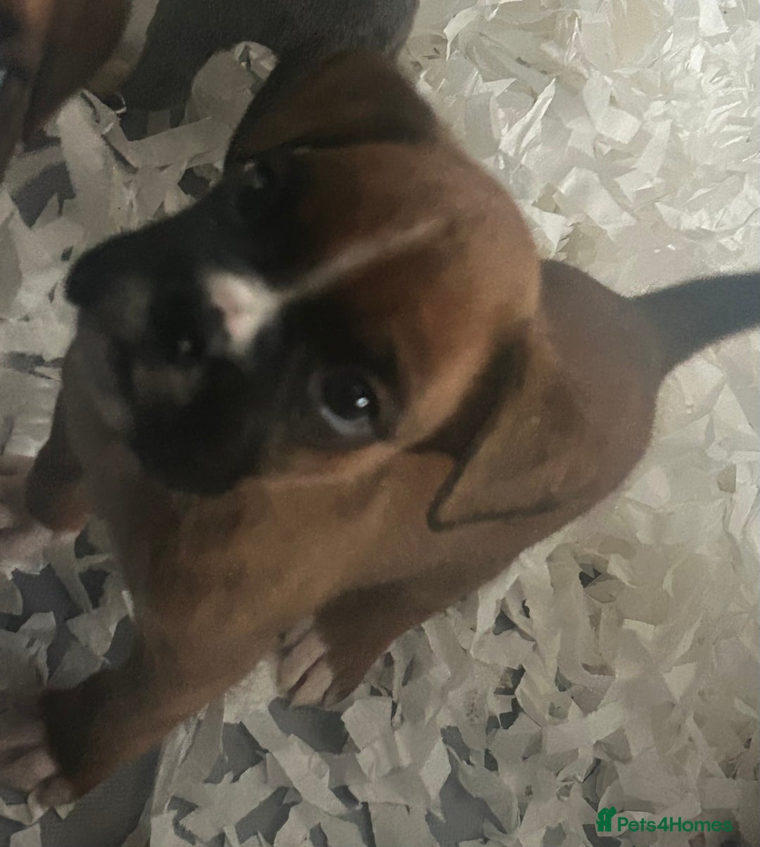 Boxer dogs for sale: Boxer puppy’s  - Image 3
