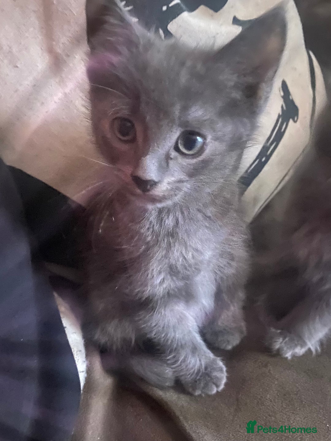 Chartreux cats for sale: Chartreux Male kitten 8 weeks old  - Image 2