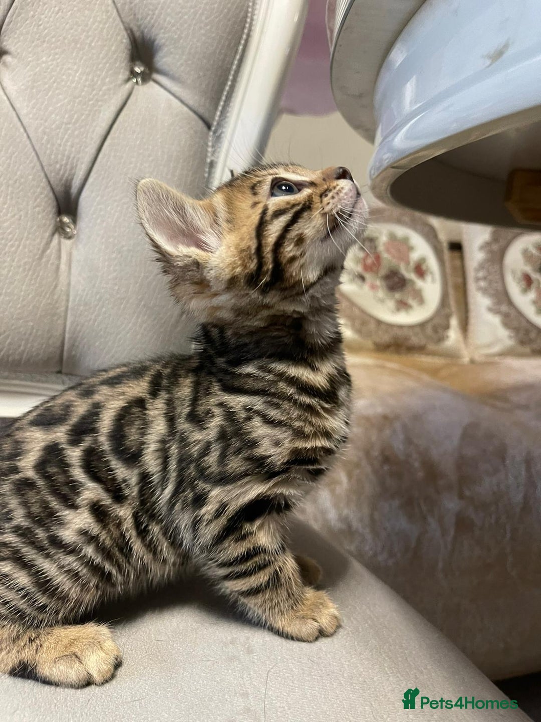 Bengal cats for sale: 5 Outstanding bengal kittens ready for a family  - Advert 12