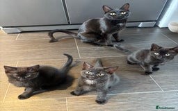 Mixed Breed cats for sale: Beautiful Kittens For Sale - Image 2