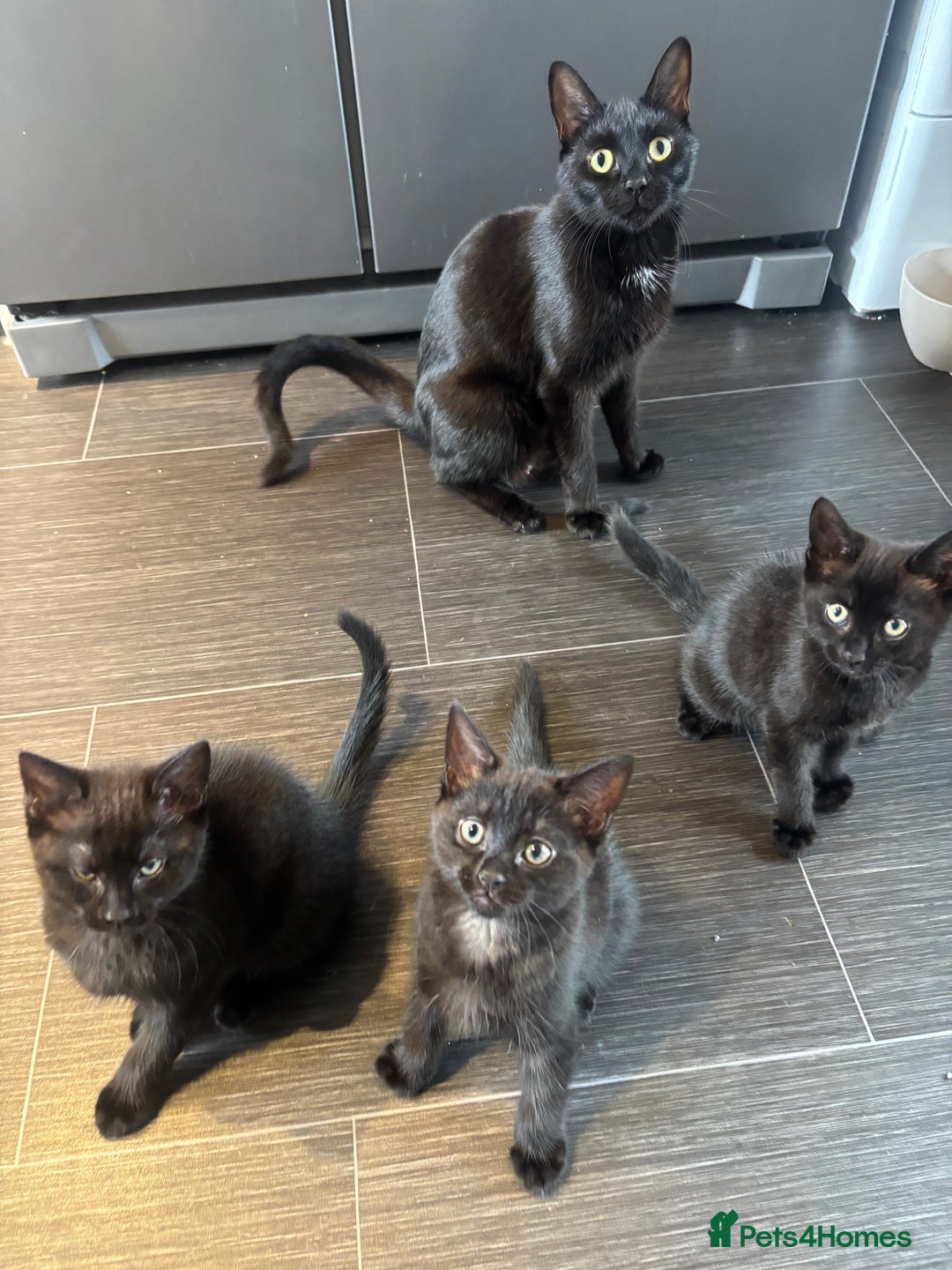 Mixed Breed cats for sale: Beautiful Kittens For Sale - Image 2